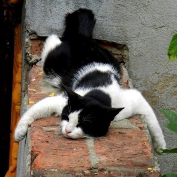 Meet your Posher, Celia - Picture 1 of 1